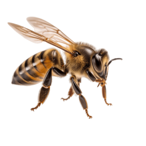 Bee png - Rose png
