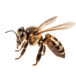 Bee png - Rose png