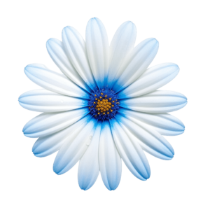 Flower daisy png - Rose png