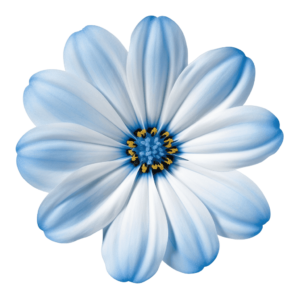 Flower daisy png - Rose png