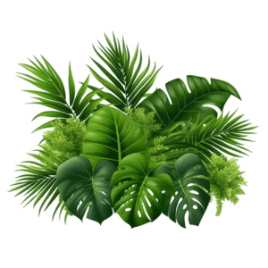 Tropical leaves png - Rose png
