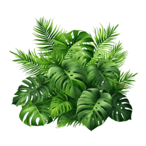 Tropical leaves png - Rose png