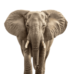 elephant png - Rose png