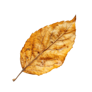 autumn leaf png - Rose png