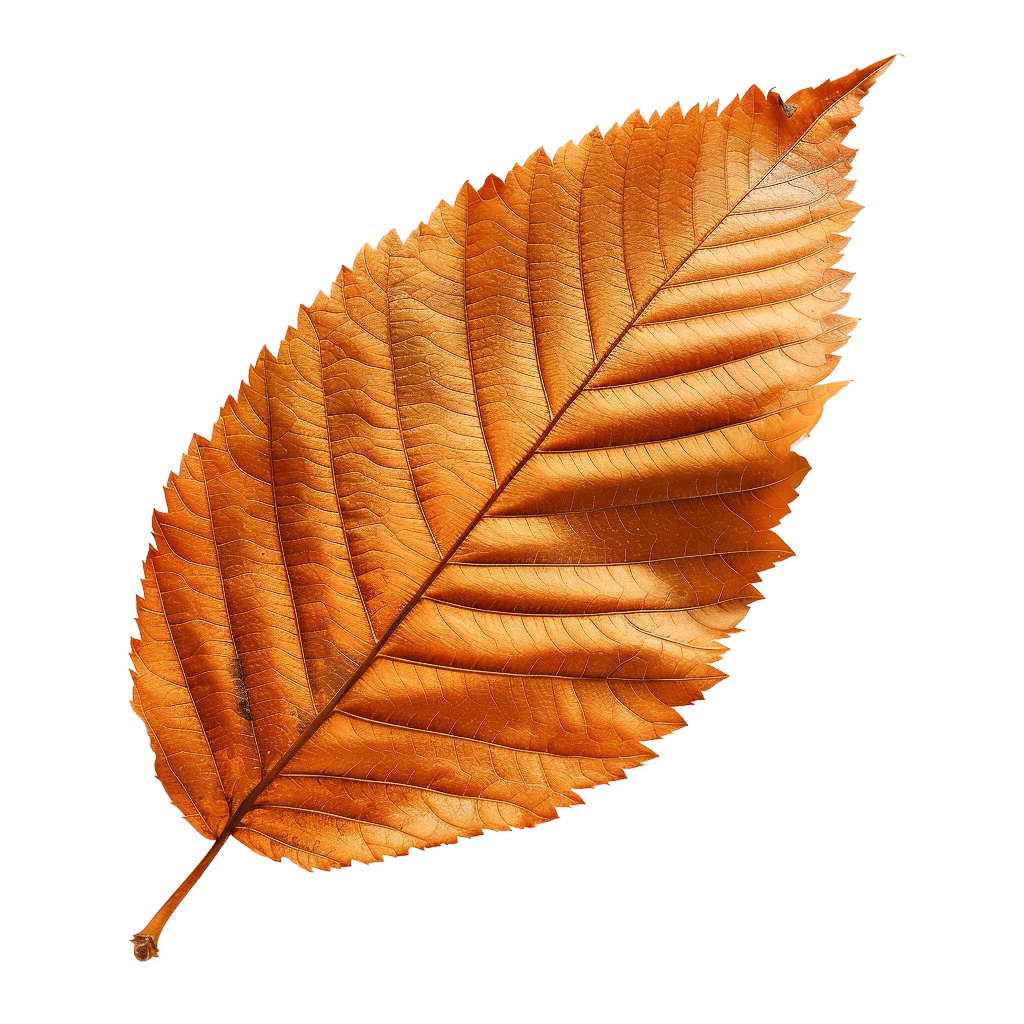 autumn leaf png - Rose png