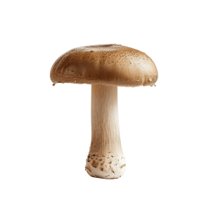 mushroom png - Rose png