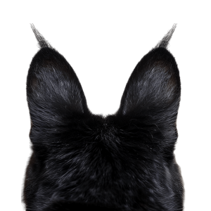 cat ears png - Rose png