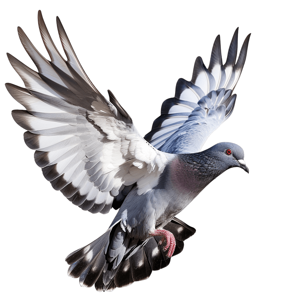 dove png - Rose png