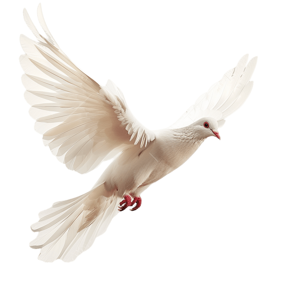 dove png - Rose png