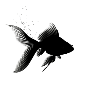 fish silhouette - Rose png