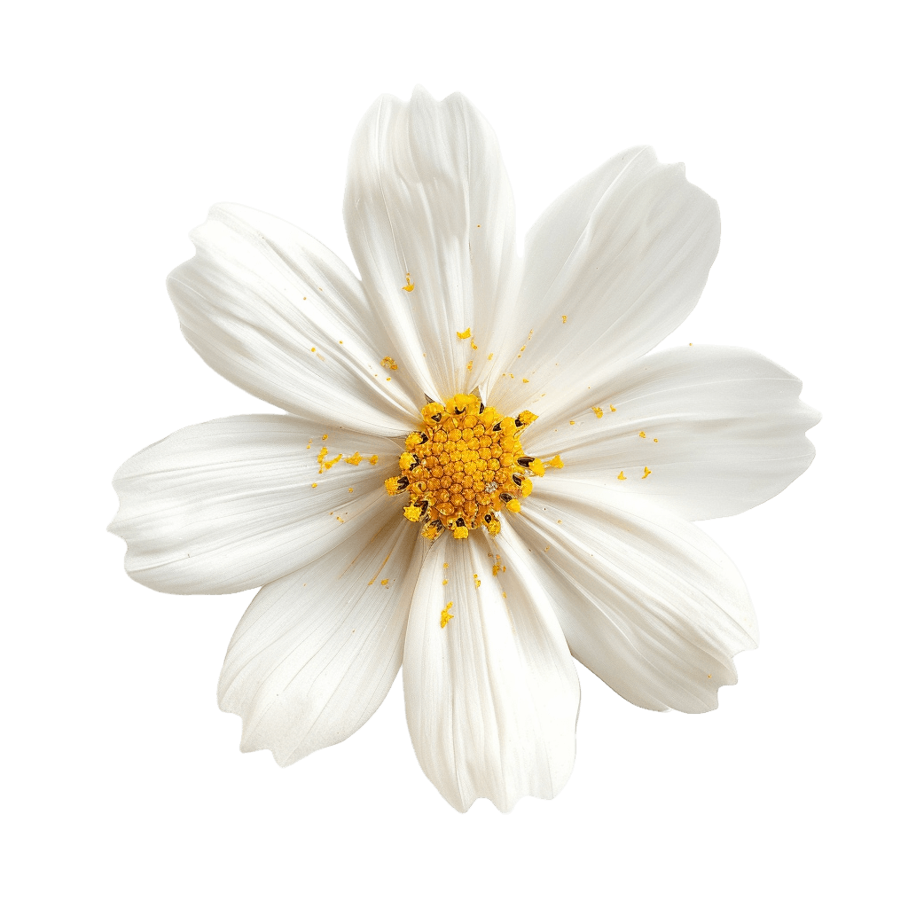 flower png - Rose png