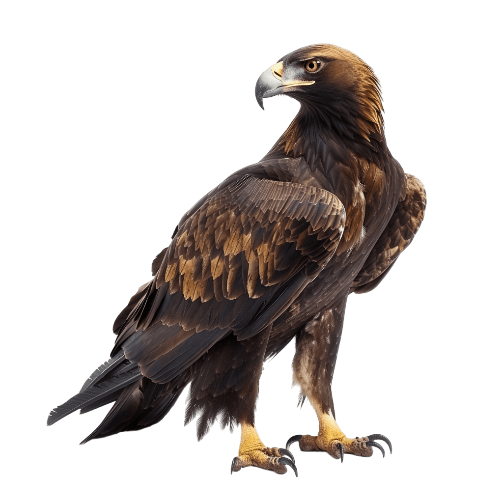 golden eagle png - Rose png