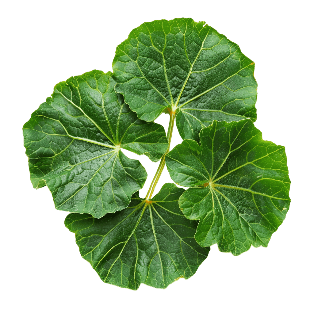 pumpkin leaves - Rose png