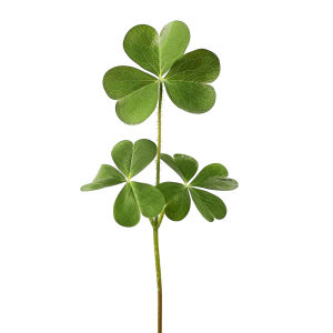 shamrock clipart - Rose png