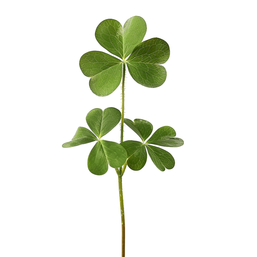 shamrock clipart - Rose png