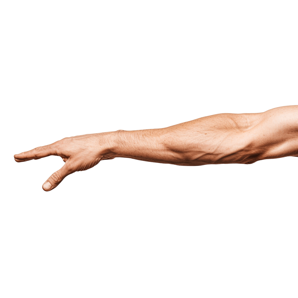 arms and legs png - Rose png