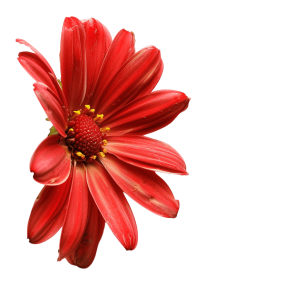 corner flower png - Rose png