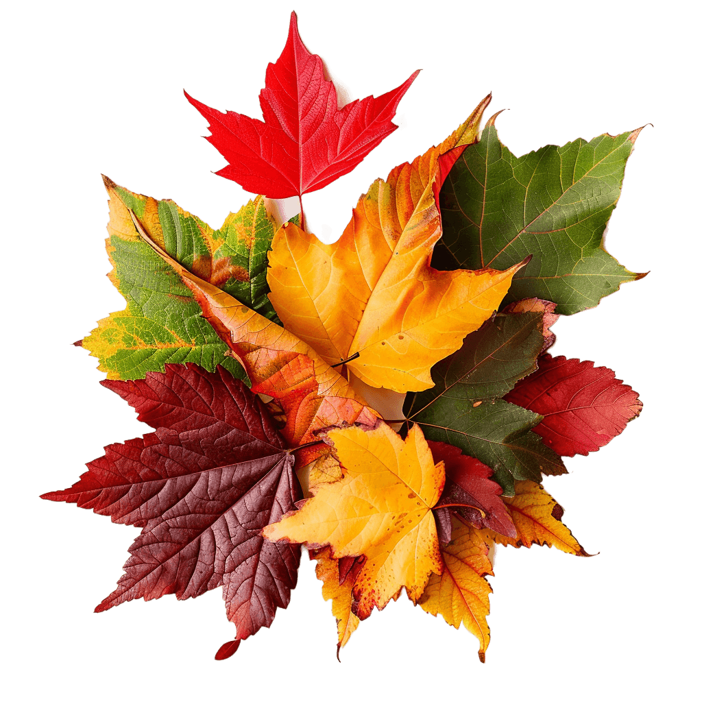 Fall Leaves Png Free Download - Rose Png