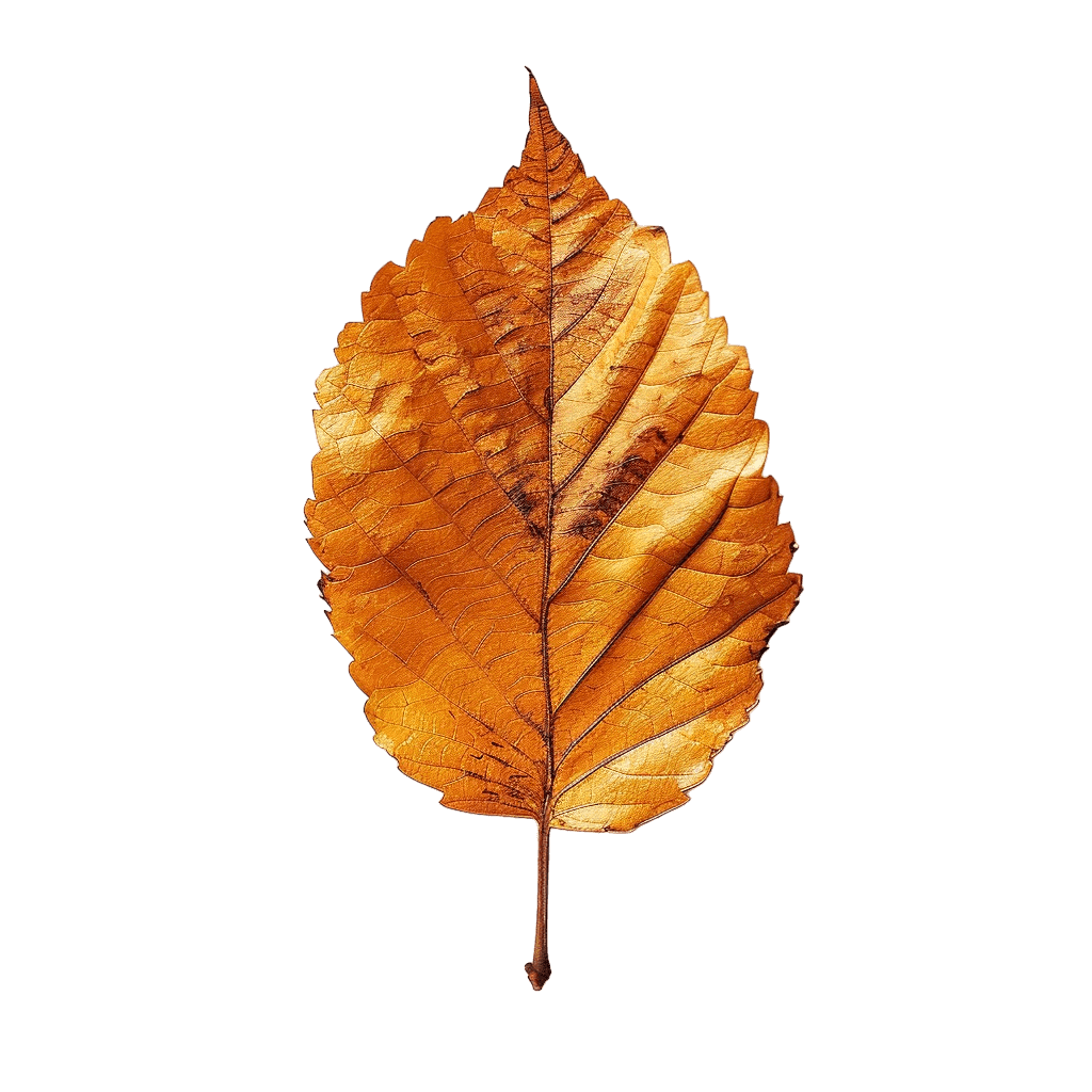 fall leaves png - Rose png