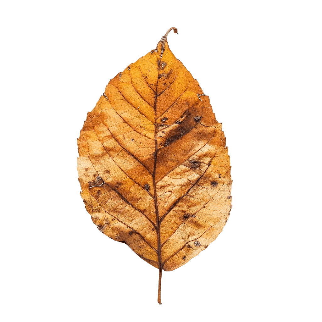fall leaves png - Rose png