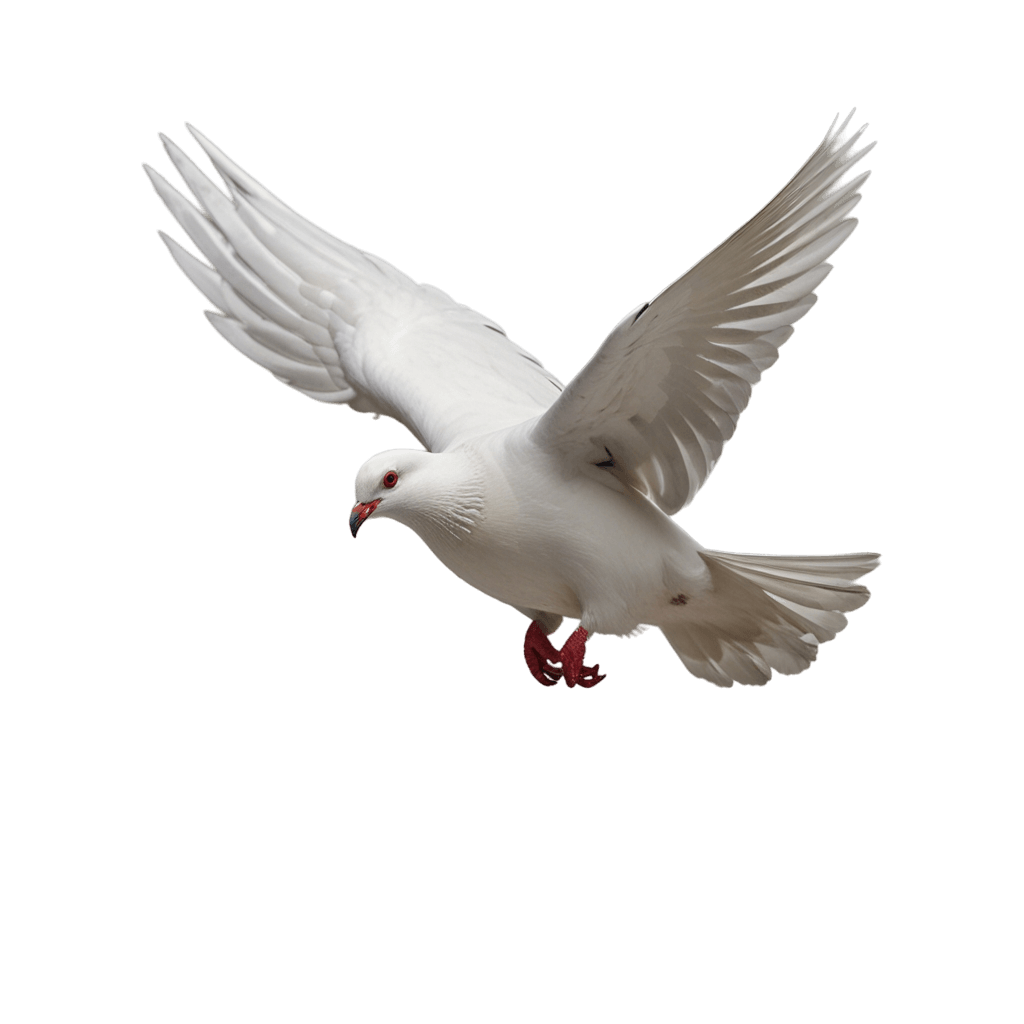 pigeon png - Rose png