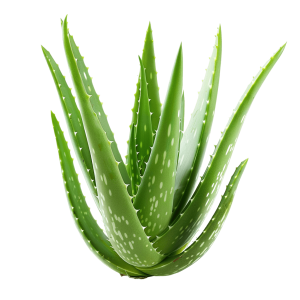 aloe vera png - Rose png