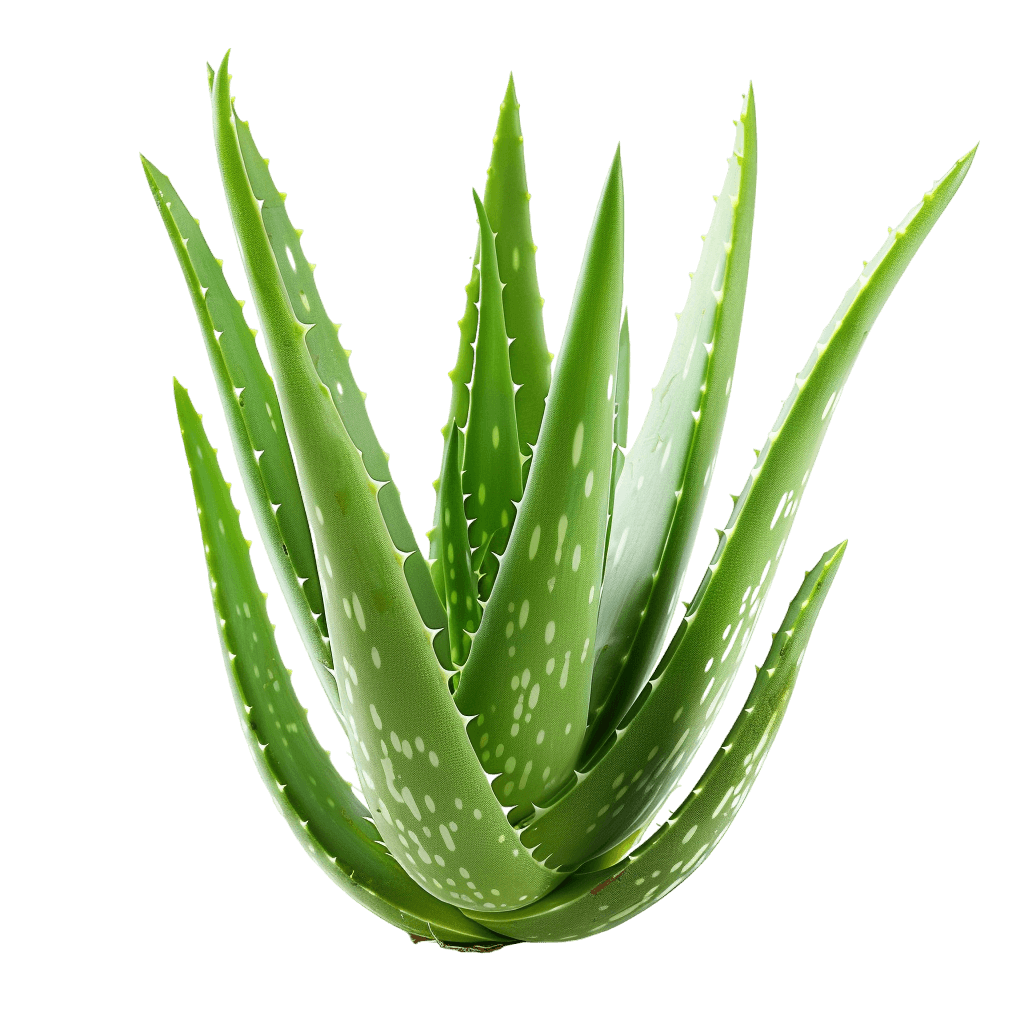 aloe vera png - Rose png