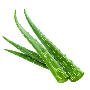 aloe vera png - Rose png