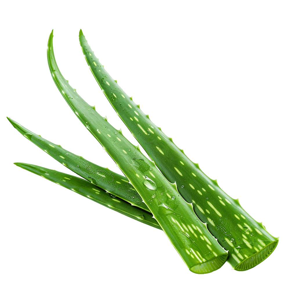 aloe vera png - Rose png