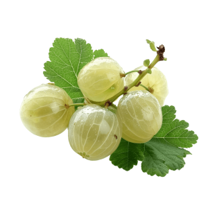 amla png - Rose png