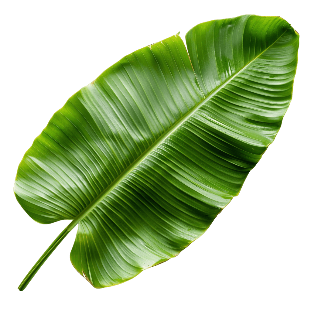 banana leaf png - Rose png