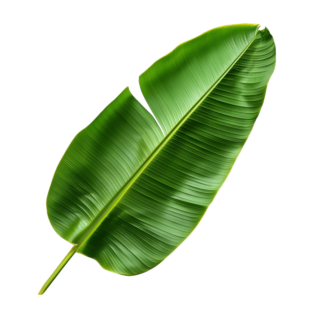 banana leaf png - Rose png