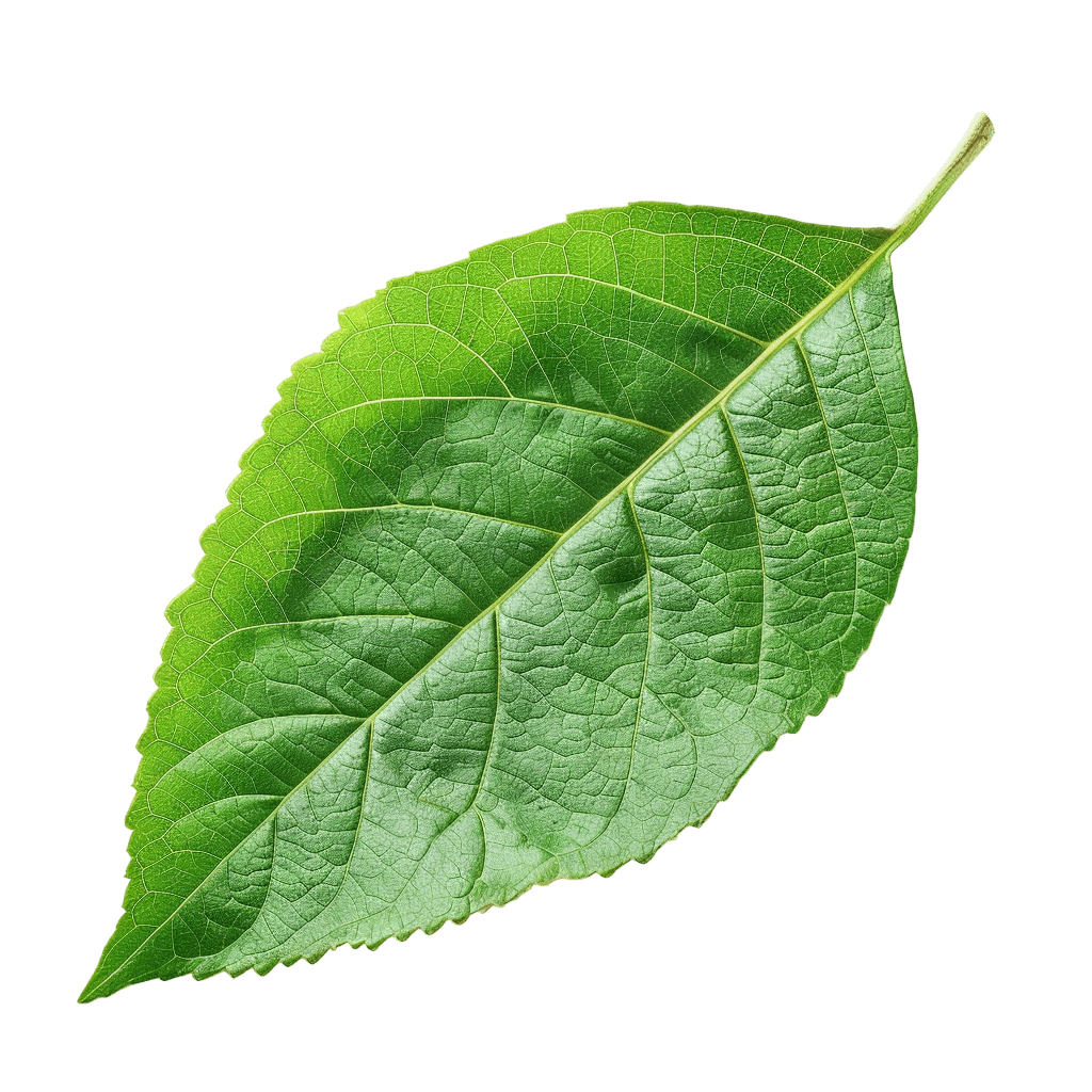 green leaf png - Rose png