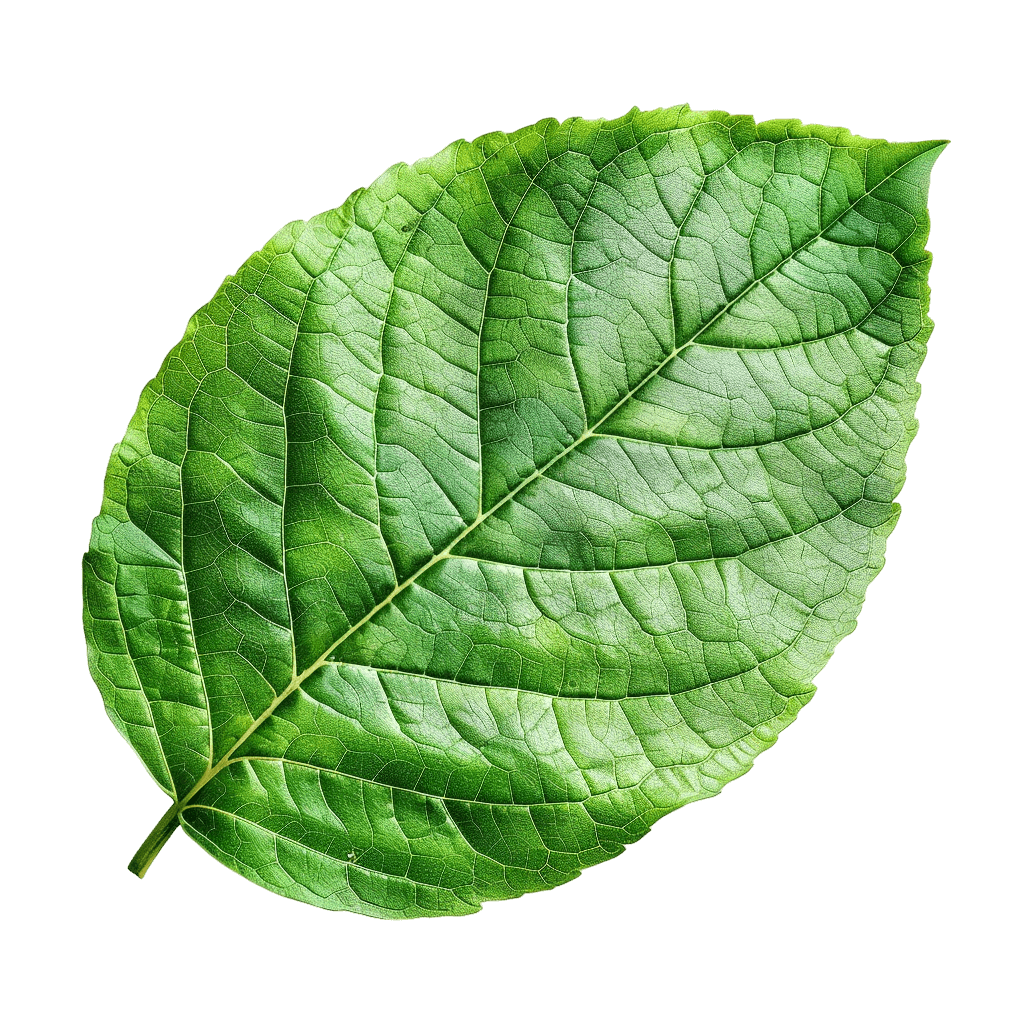 green leaf png - Rose png