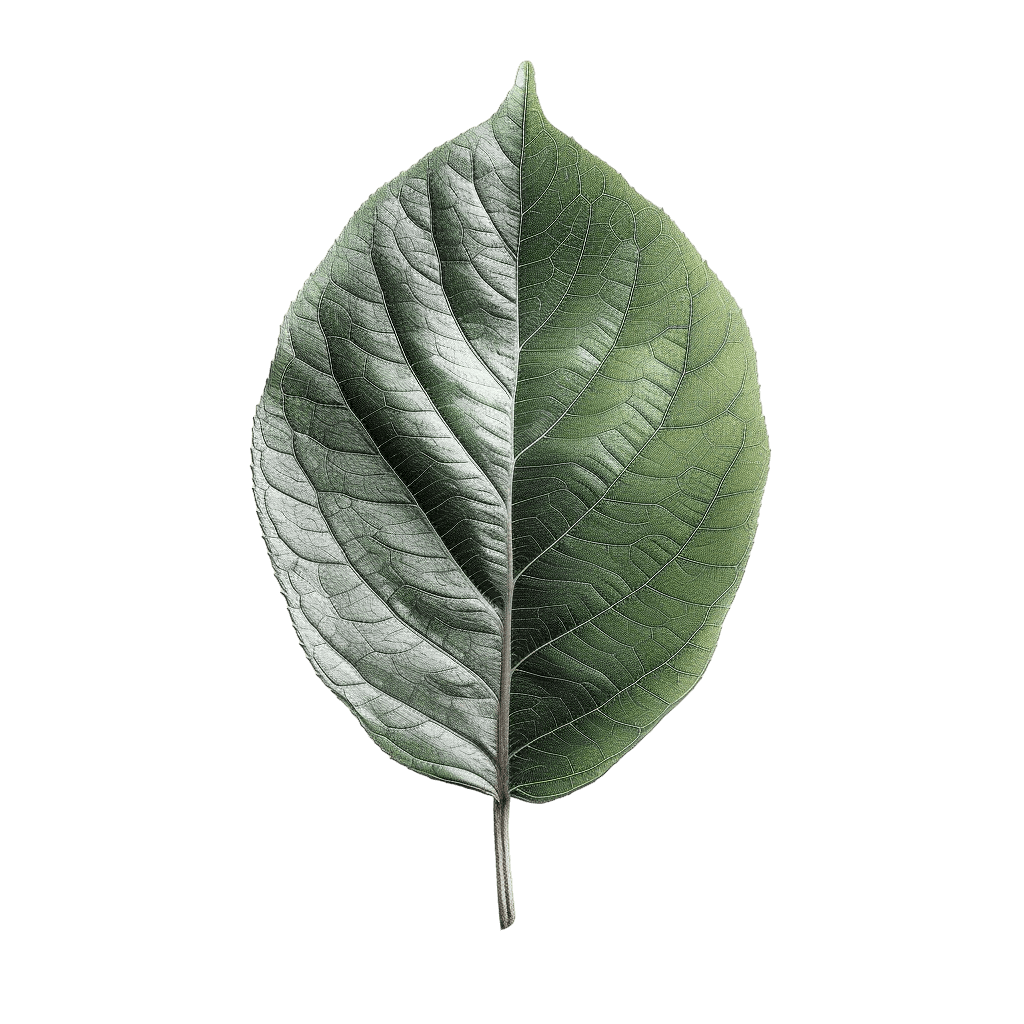 green leaf png - Rose png