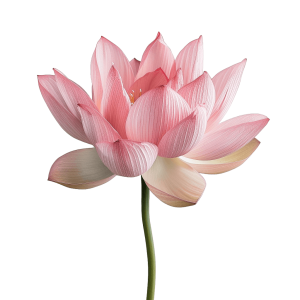 lotus png - Rose png