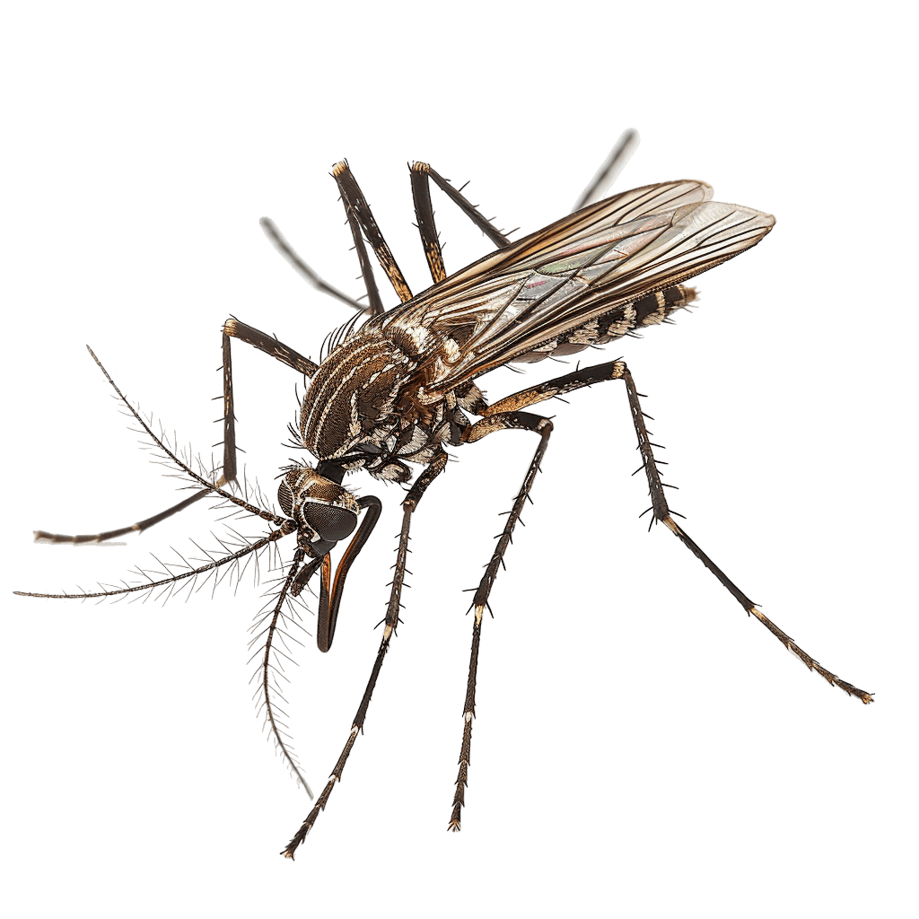 mosquito png - Rose png