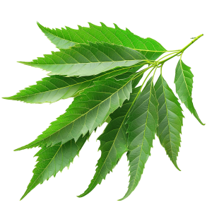 neem png - Rose png