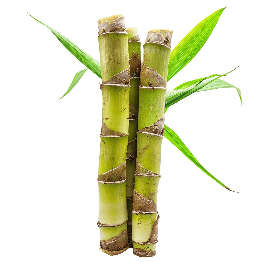 Sugar Cane Png Free Download Rose Png