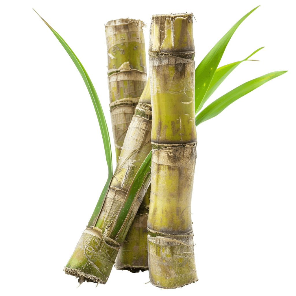sugar cane png - Rose png