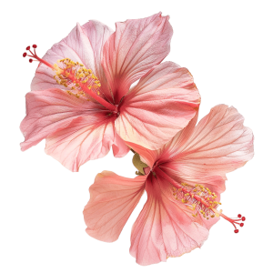 flores png - Rose png