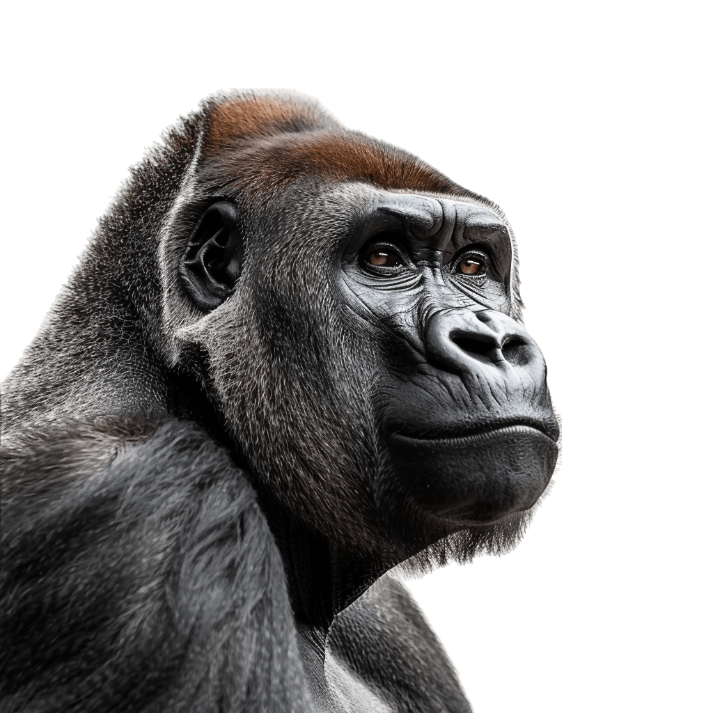 harambe png - Rose png