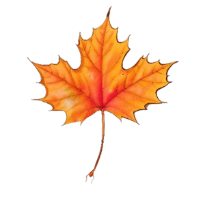 maple leaf png - Rose png