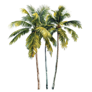 palm tree png - Rose png