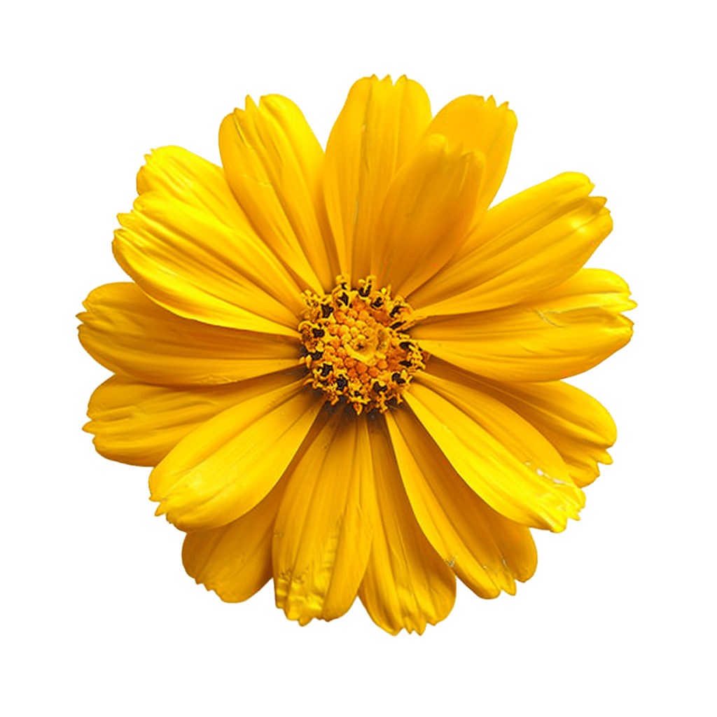 yellow flower png - Rose png