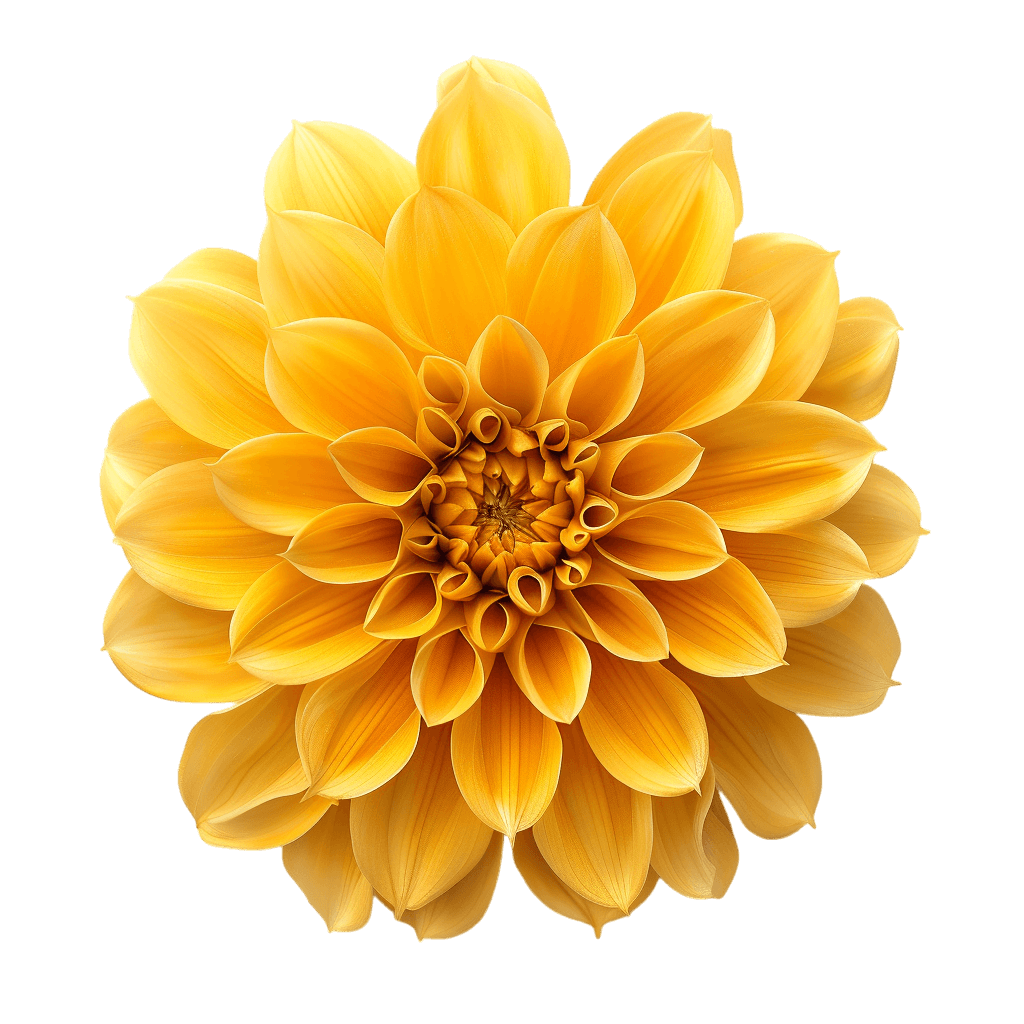 yellow flower png - Rose png
