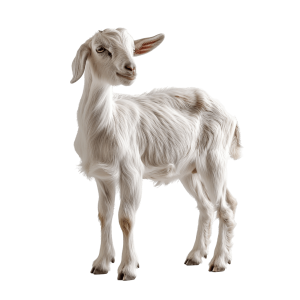 bakra - Rose png