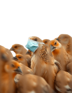 bird flu pandemic - Rose png