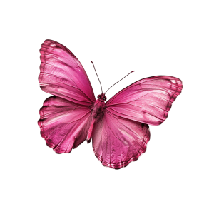pink butterfly png - Rose png