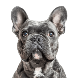 grey french bulldog front view | Download High-Quality Transparent PNG Image